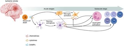 Mechanisms of immune response and cell death in ischemic stroke and their regulation by natural compounds